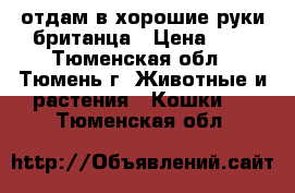 отдам в хорошие руки британца › Цена ­ 1 - Тюменская обл., Тюмень г. Животные и растения » Кошки   . Тюменская обл.